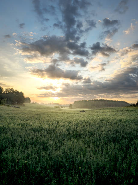 Early morning with sunrise on the horizon.\nIncredibly beautiful light with fog over fields. Oats in the foreground. Beautiful clouds in the sky.