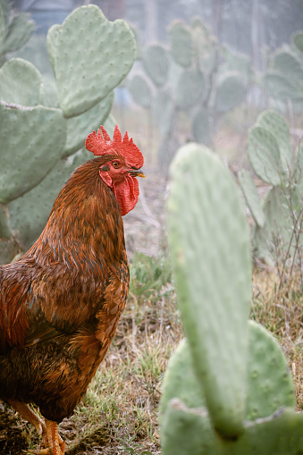 A tranquil chicken stands among lush greenery and vibrant flora, creating a picturesque scene in a natural environment