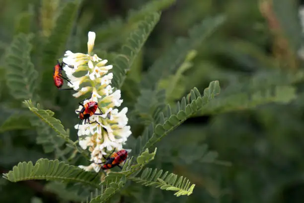 Explore the world of Astragalus flowers in macro photography. Delve into the intricate details of petals, leaves, and pollinators. Captivating natures beauty