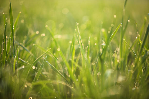 Grass. Fresh green spring grass with dew drops closeup. Sun. Soft Focus. Abstract Nature Background