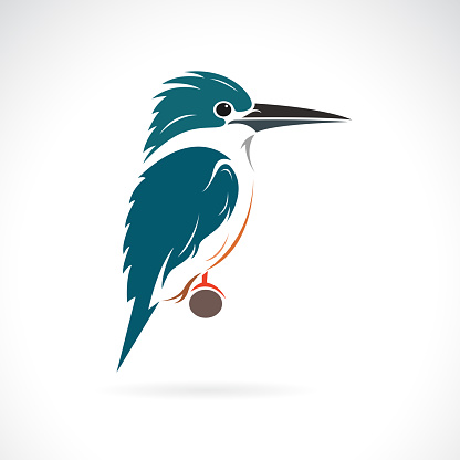 Vector of kingfisher design on a white background. Bird. Wildlife Animals. Easy editable layered vector illustration.