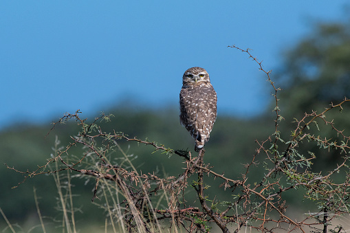 Burrowing Owl perched, La Pampa Province, Patagonia, Argentina.