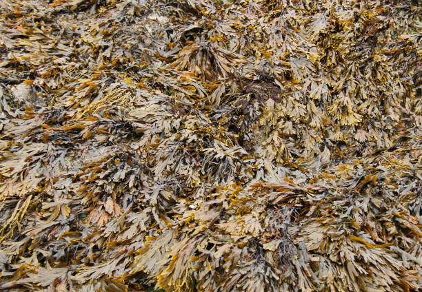 istock Bed of Seaweed. 1616372249