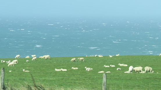 New Zealand sheep by its land, the ocean.