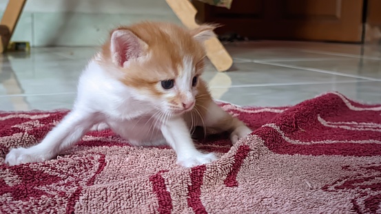 Little orange kitten, domestic cat mix Angora, standing on the rug in the room
