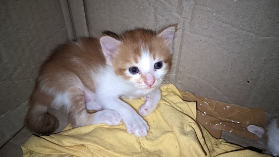 Closeup of a cute and adorable orange mixed Angora domestic kitten that is still three weeks old in a cardboard box