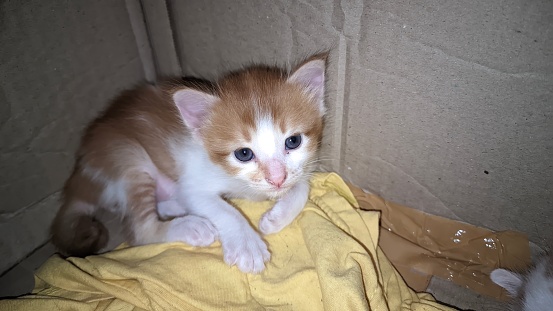 Closeup of a cute and adorable orange mixed Angora domestic kitten that is still three weeks old in a cardboard box