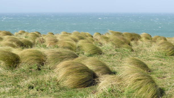 Windy Land Bluff New Zealand