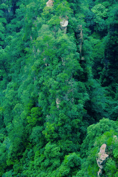 istock Subtropical jungle, national park. 1616400832