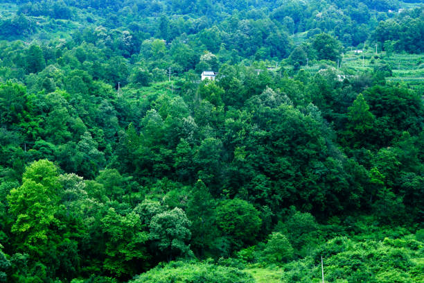 Abandoned house covered with overgrown vegetation in summer.