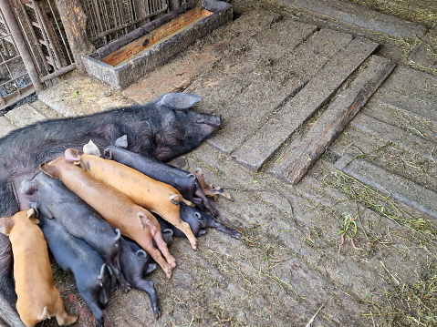 The sow feeds little cute pigs on the farm. Livestock care on the farm. Birth of animals.