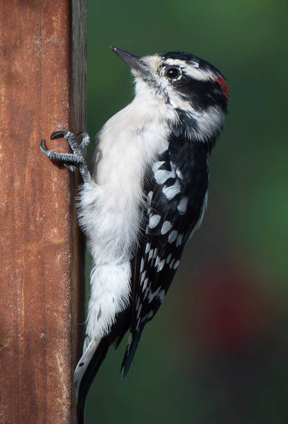 istock A Woodpecker on the deck fence 1616406698