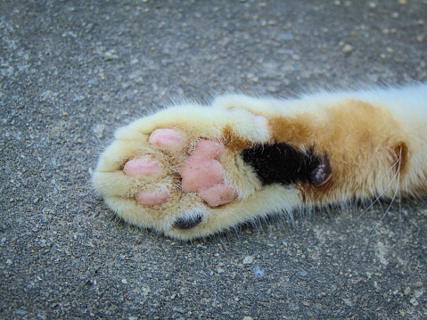 paws of a reclining calico cat, against a rough floor background.