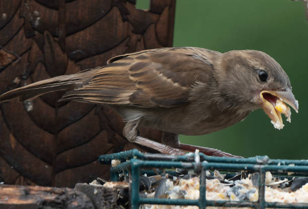 istock A little Sparrow on a wooden bird feeder 1616407285