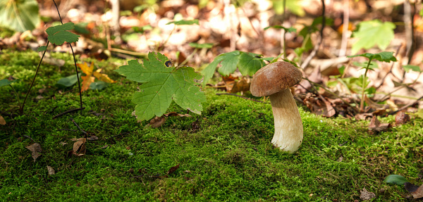 Bulbosus Boletus Edulis. Collection mushrooms. Copy space for text. Edible wild mushroom in its natural environment with copy space banner panoramic