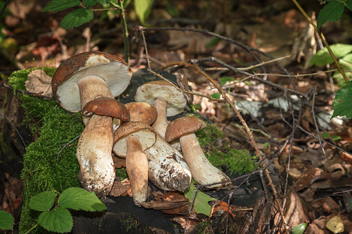 Bulbosus Boletus Edulis. Collection mushrooms. Edible wild mushroom in its natural environment