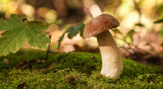 Bulbosus Boletus Edulis. Collection mushrooms. Copy space for text. Edible wild mushroom in its natural environment with copy space banner panoramic