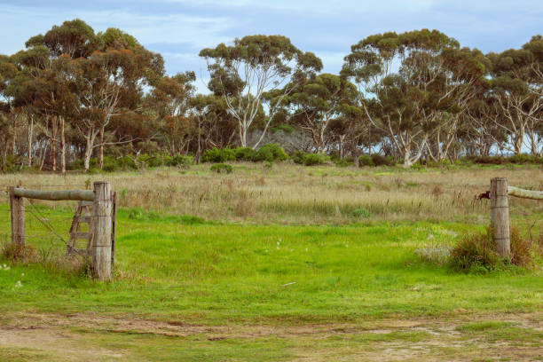 rural australian landscape with fence in field
