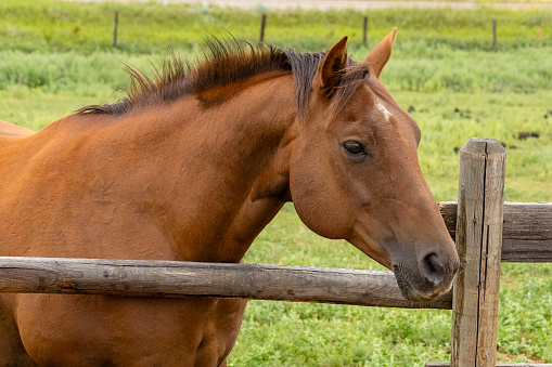 Outdoor rural scene of one bay colored horse standing in the green pasture with its head and neck protruding out over the top rail of the wooden fence.