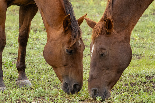 A bay and chestnut colored horse stand grazing on green grass with their heads down next to each other.
