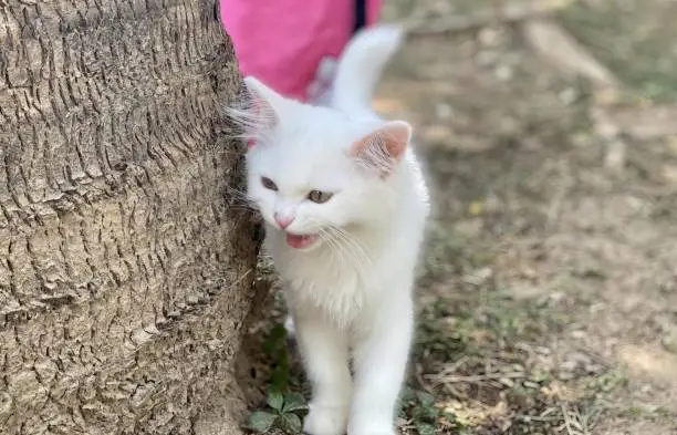 a photography of a white cat standing next to a tree, egyptian cat with tongue sticking out from behind a tree trunk.