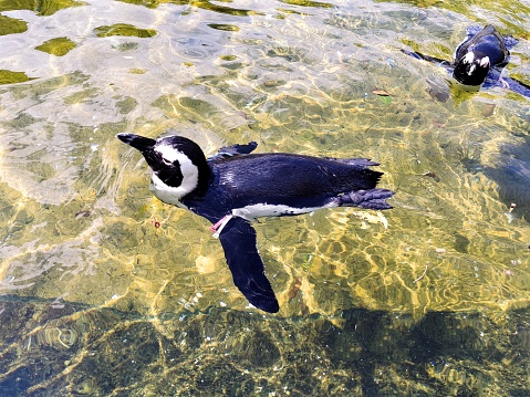 Beautiful penguin swimming in blue water in ocean