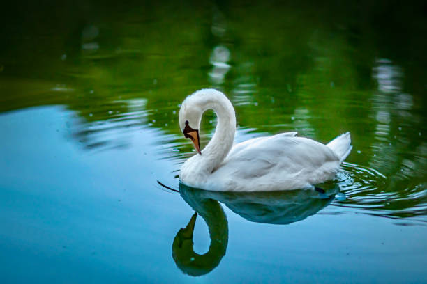 istock Swan on the pond at dusk. 1616441150