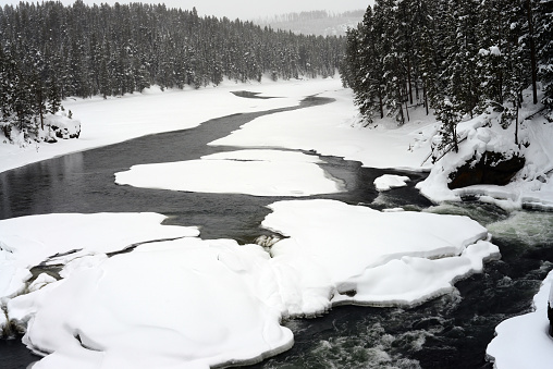 Douglas Fir covered with snow in Yellowstone National Park Madison River