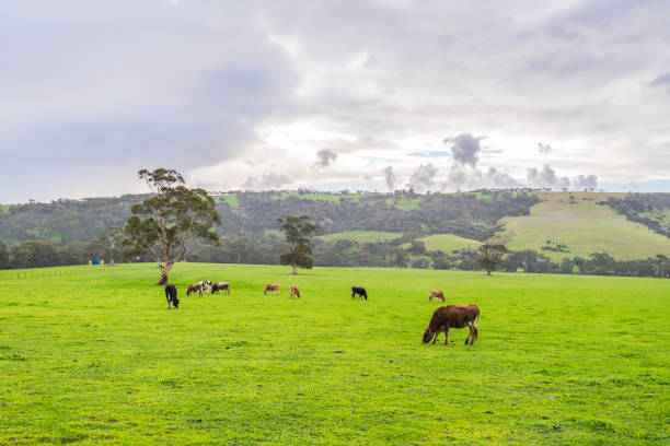 istock Cows grazing on a dairy farm in Adelaide Hills 1616465853