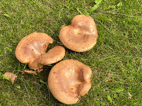 Large, brown mushrooms in a meadow