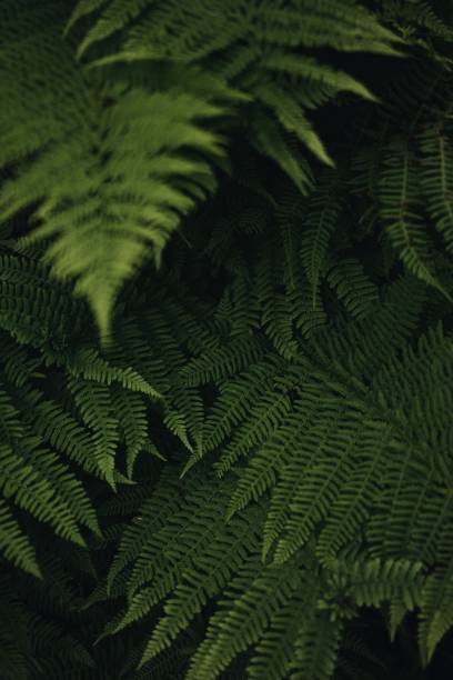 istock Green live background in the forest 1616480800
