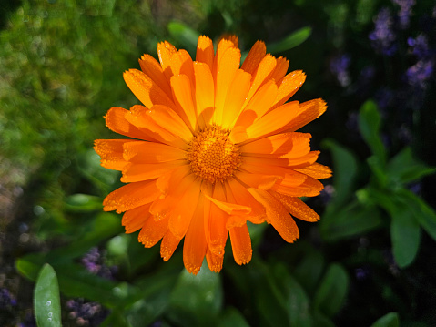 Blooming garden on a summer morning - orange daisy single flower