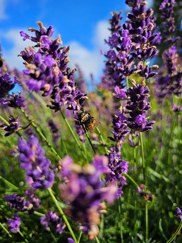 Blooming garden on a summer morning - purple lavender flowers and bee