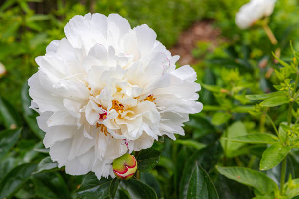 istock Paeonia lactiflora - Chinese peony also called Chinese herbaceous peony 1616489211