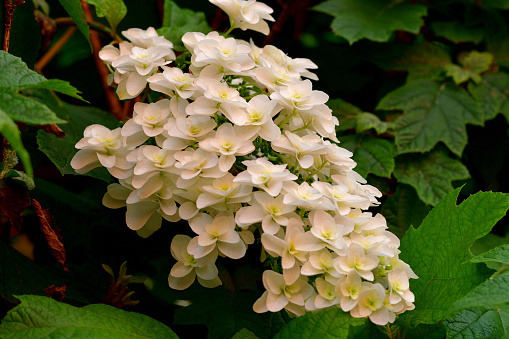 Hydrangea paniculata, commonly called panicle hydrangea, is a vigorous, upright, rapid growing, deciduous shrub that is native to Japan and China. It grows to 3-5 meter high, and features oval to ovate dark green leaves and upright, sharply-pointed, conical, terminal flower panicles containing both fertile and sterile flowers that bloom from mid-summer into autumn.\nThe genus name Hydrangea comes from hydor meaning \