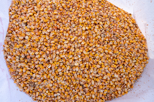 Ripe kernels of Corn on a bag