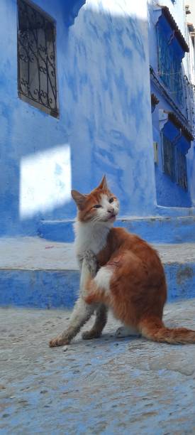 istock Enchanting Beauty: Chefchaouen's Azure Views and Historic Monuments 1616499330