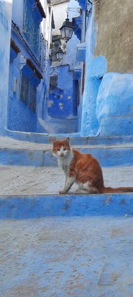 istock Enchanting Beauty: Chefchaouen's Azure Views and Historic Monuments 1616499995
