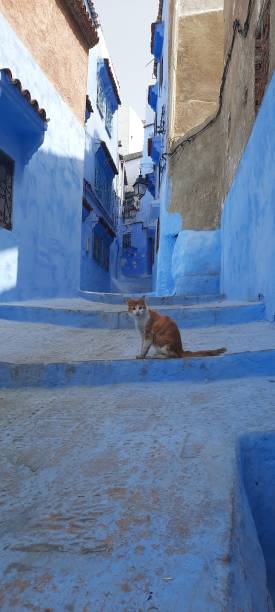 istock Enchanting Beauty: Chefchaouen's Azure Views and Historic Monuments 1616500412