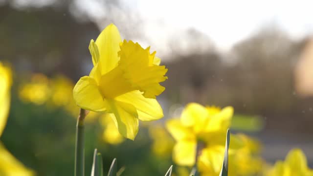 Amazing Yellow Daffodils flowers on sunny spring day.