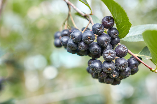 Aronia berries are ripening in the garden. Cultivation of mountain ash.