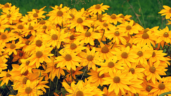 corn marigold lit by the sun against a dark meadow background