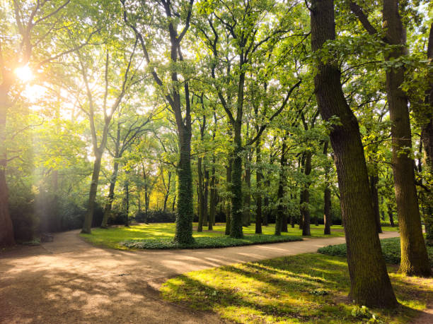 High trees at the path leading to the historic castle Clemenswerth in Sogel, Germany
