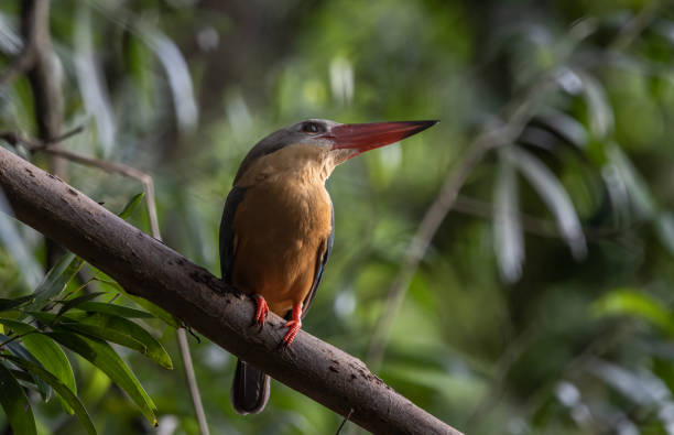 istock Stork-billed Kingfisher on the branch tree. 1616523386