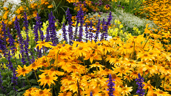 Colorful flowerbeds (rudbeckia, cosmea, sage, antirrhinum, gypsophila) in the summer.