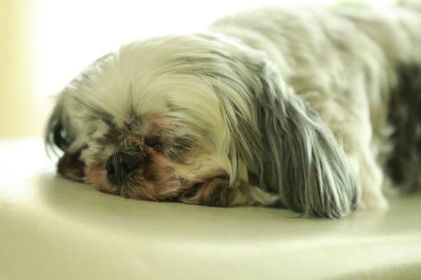 istock Shih Tzu dog sleeping on the sofa 1616556948