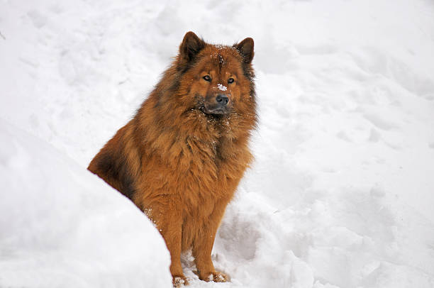 istock dog sitting in the snow 161656193