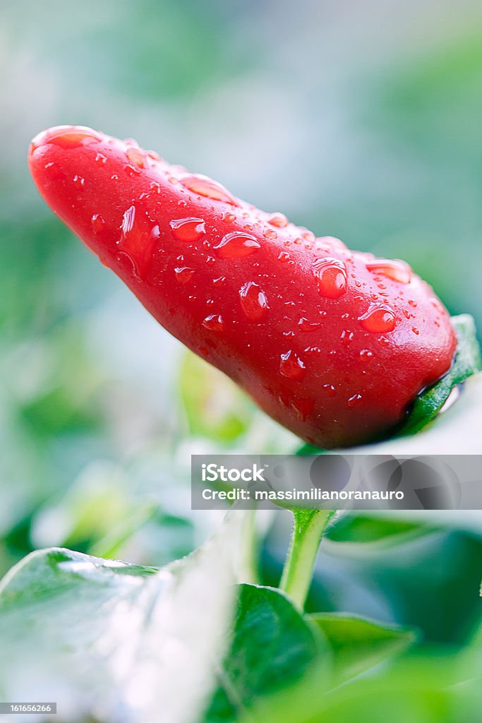 Papryka Chili (tip korkiem) - Zbiór zdjęć royalty-free (Bez ludzi)