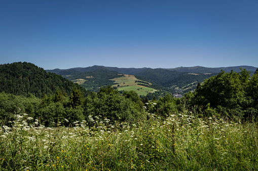 Mountain landscape viewed from Husciawa in Pieniny, Poland. Wild meadow flowers in foreground. No people, sunny summer day.