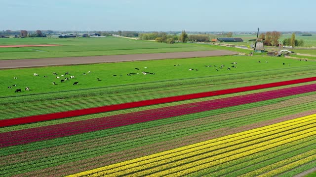 Typical Dutch landscape with windmill, cows and tulips